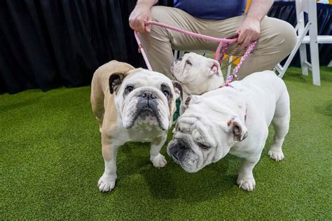 Tennis, or terriers? US Open’s home hosts famed dog show